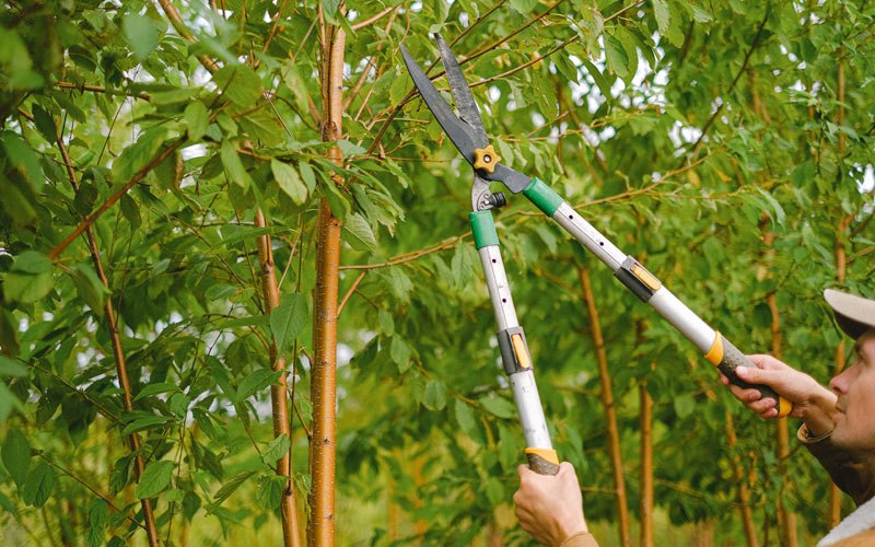 Tree trimming in Centerville, AR